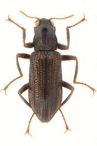 Réf. 224 635 : Stenelmis consobrina